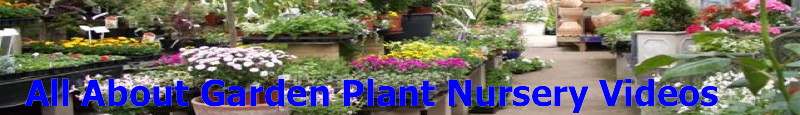 Plants Nursery